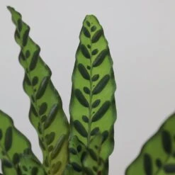 Goeppertia Lancifolia -Plants Shop pl2000034393 card4 lg