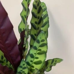 Goeppertia Lancifolia -Plants Shop pl2000034393 card5 lg