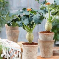 Jatropha Podagrica -Plants Shop pl2000034415 card4 lg