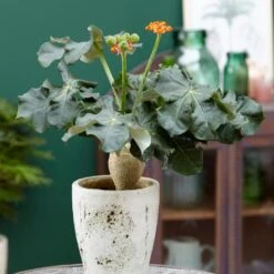 Jatropha Podagrica -Plants Shop pl2000034415 card5 lg