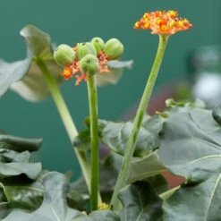 Jatropha Podagrica -Plants Shop pl2000034415 card6 lg