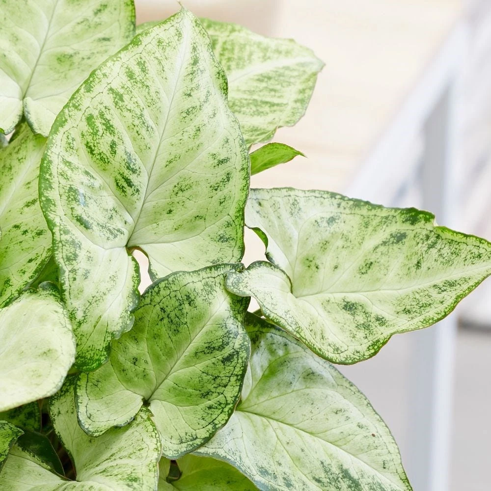 Syngonium 'Arrow' 2 Syngonium 'Arrow' - Image 2