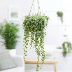 Peperomia Prostrata -Plants Shop pl2000034430 card3 lg