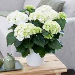 Hydrangea Macrophylla 'Schneeball' -Plants Shop pl2000034432 card3 lg