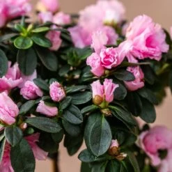 Azalea Simsii Standard Pink -Plants Shop pl2000034435 card3 lg