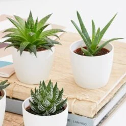 Aloe And Haworthia Succulent Collection 5 Aloe And Haworthia Succulent Collection -Plants Shop pl2000034438 card3 lg