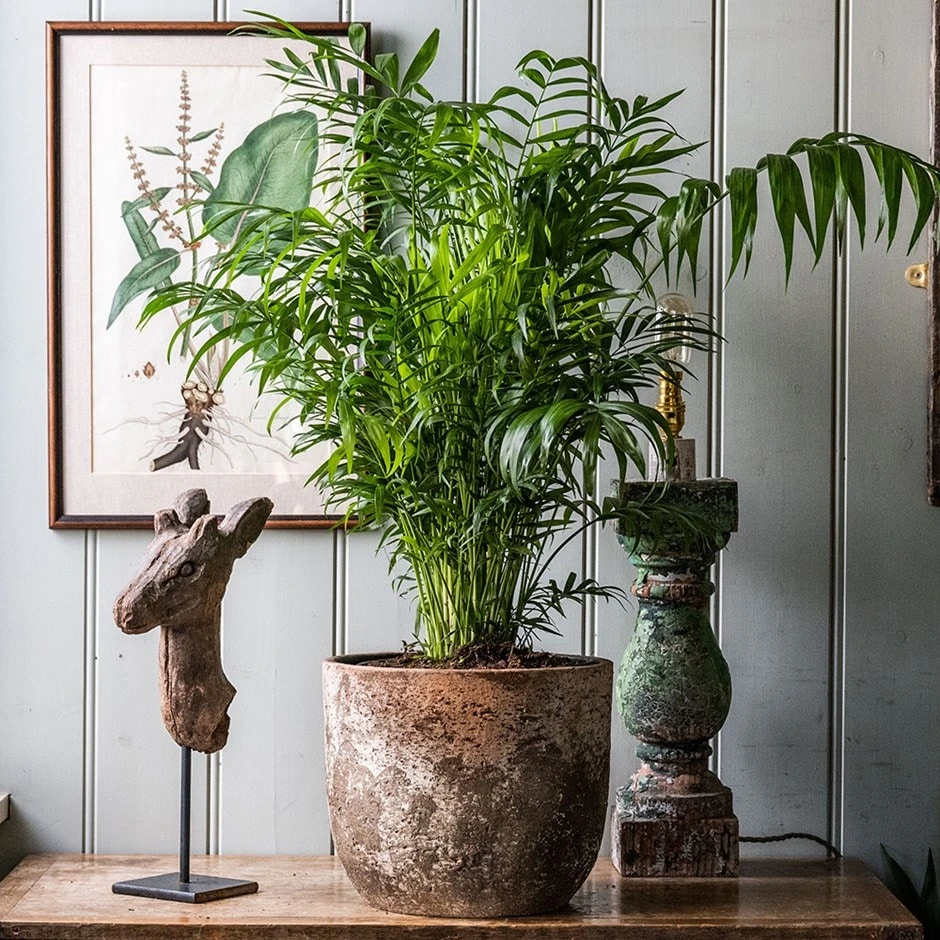 Chamaedorea Elegans 1 Chamaedorea Elegans