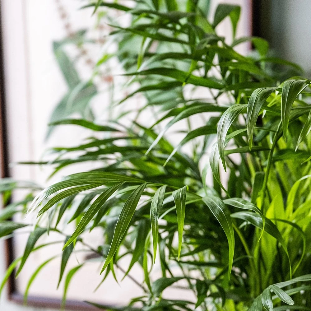 Chamaedorea Elegans 2 Chamaedorea Elegans - Image 2