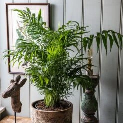 Chamaedorea Elegans 5 Chamaedorea Elegans -Plants Shop pl2000034445 card3 lg