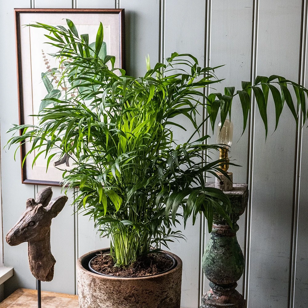 Chamaedorea Elegans 3 Chamaedorea Elegans - Image 3