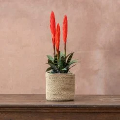 Vriesea 'Era' (PBR) -Plants Shop pl2000034449 card3 lg