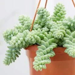 Sedum Morganianum -Plants Shop pl2000034457 card4 lg