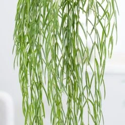 Hoya Linearis -Plants Shop pl2000034464 card4 lg