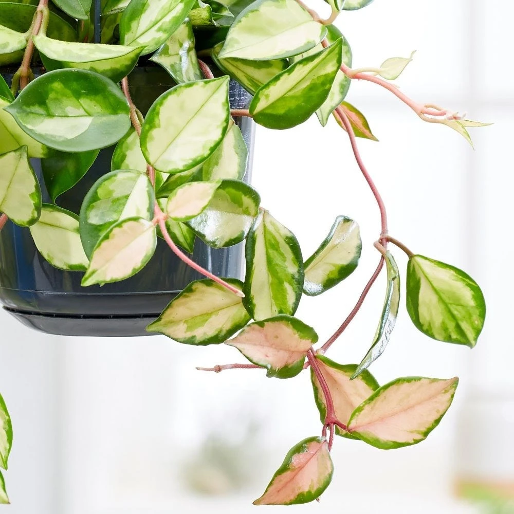 Hoya Carnosa 'Tricolor' 2 Hoya Carnosa 'Tricolor' - Image 2