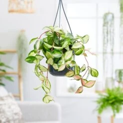 Hoya Carnosa 'Tricolor' 5 Hoya Carnosa 'Tricolor' -Plants Shop pl2000034468 card3 lg