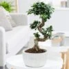 Ficus Microcarpa 'Ginseng' In Bowl Pot