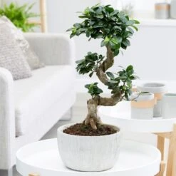 Ficus Microcarpa 'Ginseng' In Bowl Pot
