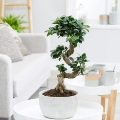 Ficus Microcarpa 'Ginseng' In Bowl Pot -Plants Shop pl2000034470 card3 lg