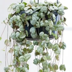 Ceropegia Linearis Subsp. Woodii -Plants Shop pl2000034471 card4 lg