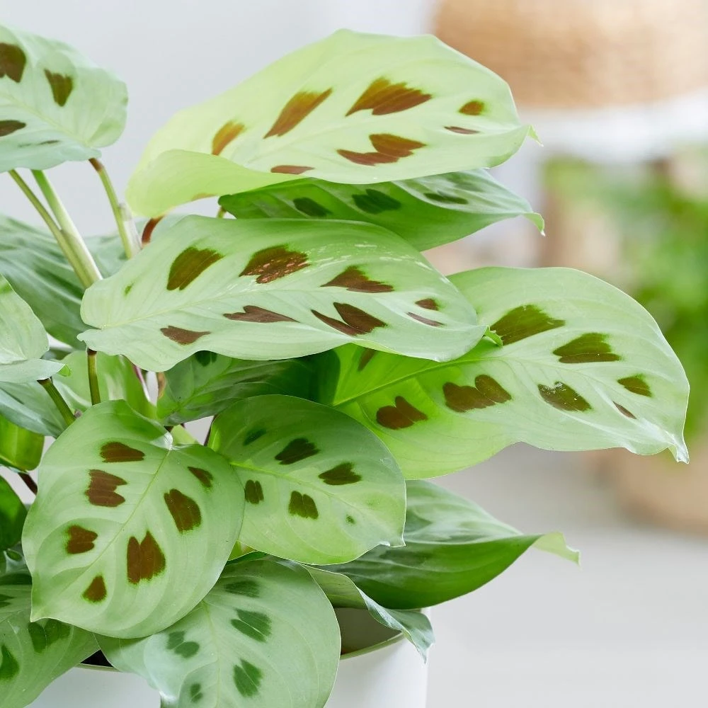 Maranta Leuconeura 3 Maranta Leuconeura - Image 3