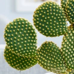 Opuntia Microdasys -Plants Shop pl2000034473 card3 lg