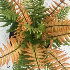 Dryopteris Wallichiana Jurassic Gold ('Hollasic') (PBR) -Plants Shop pl2000034503 card3 lg