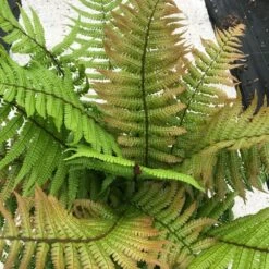 Dryopteris Wallichiana Jurassic Gold ('Hollasic') (PBR) -Plants Shop pl2000034503 card4 lg