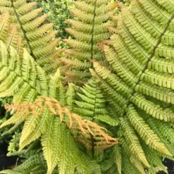 Dryopteris Wallichiana Jurassic Gold ('Hollasic') (PBR) -Plants Shop pl2000034503 card5 lg