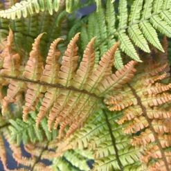 Dryopteris Wallichiana Jurassic Gold ('Hollasic') (PBR) -Plants Shop pl2000034503 card6 lg