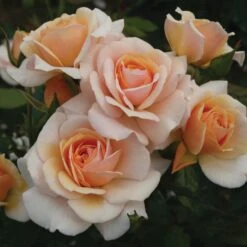Rosa Sweet Honey ('Kormecaso') (PBR)