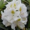 Rhododendron 'Madame Masson'