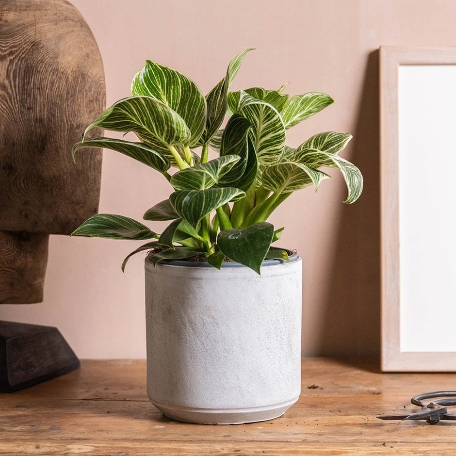 Philodendron 'Birkin' 1 Philodendron 'Birkin'