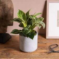 Philodendron 'Birkin' 5 Philodendron 'Birkin' -Plants Shop pl2000035827 card3 lg