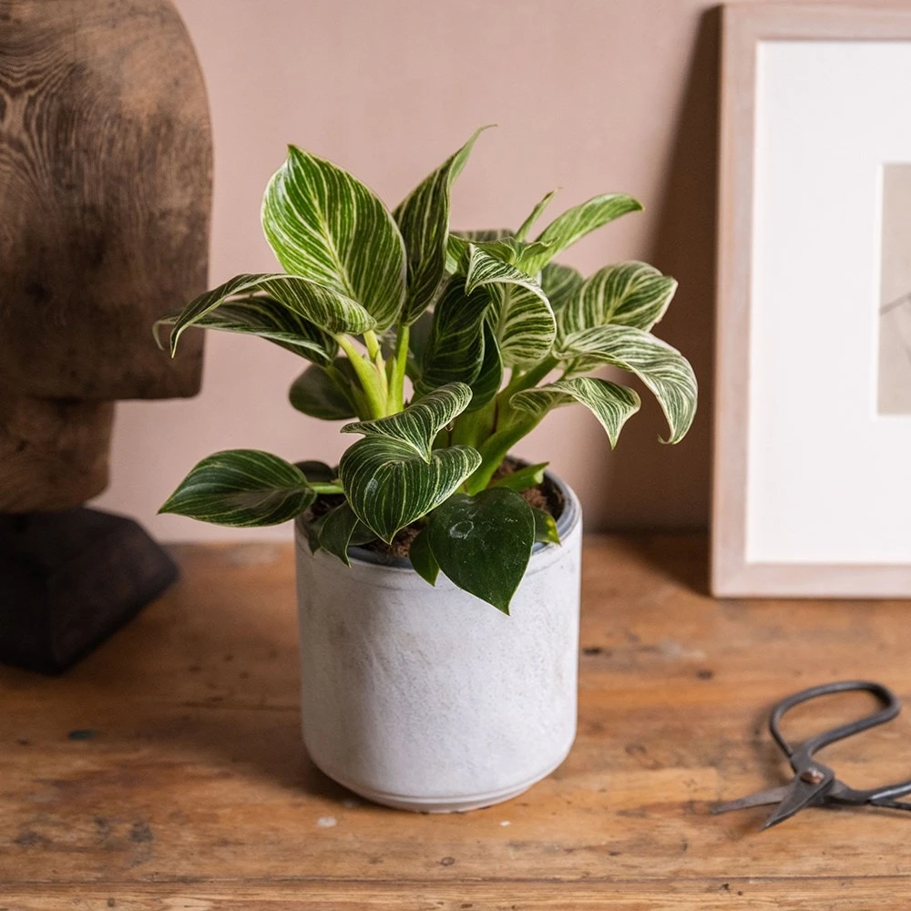 Philodendron 'Birkin' 3 Philodendron 'Birkin' - Image 3