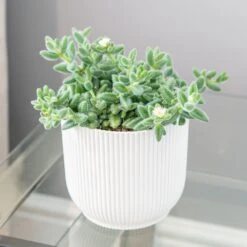 Delosperma Echinatum 5 Delosperma Echinatum -Plants Shop pl2000035839 card3 lg