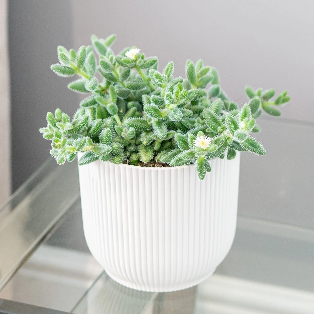 Delosperma Echinatum 3 Delosperma Echinatum - Image 3