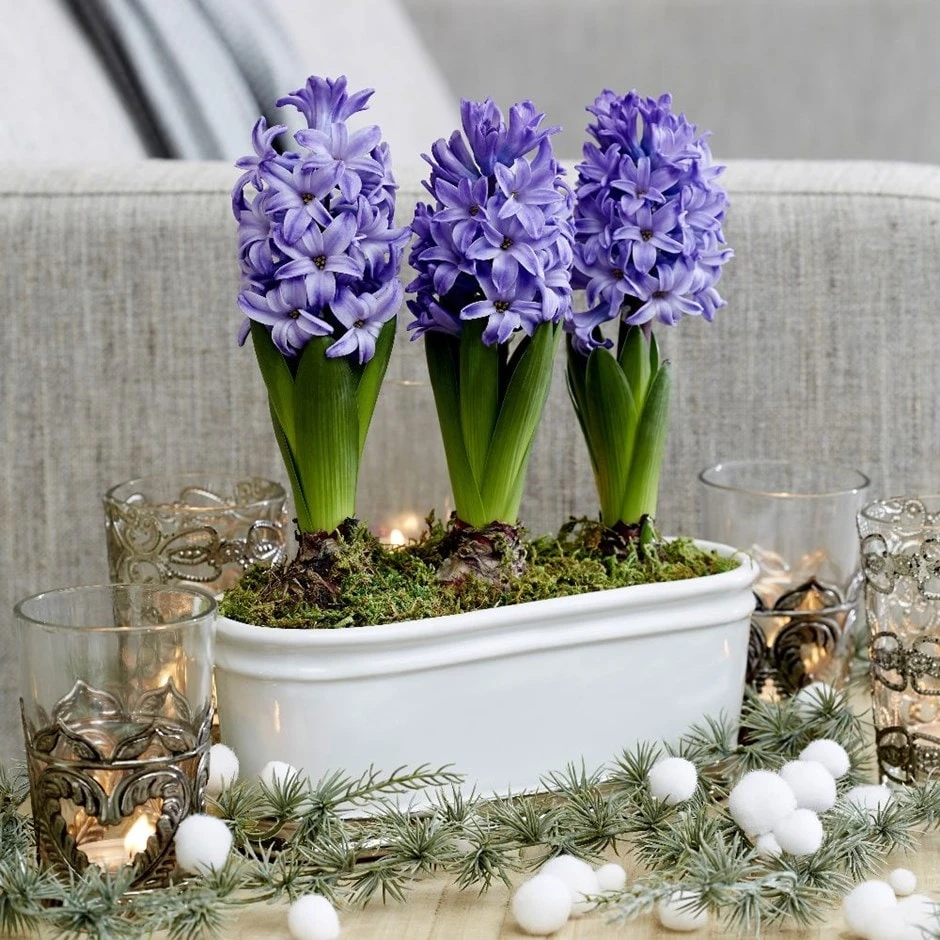 Scented Blue Hyacinths In A Ceramic Bowl 1 Scented Blue Hyacinths In A Ceramic Bowl