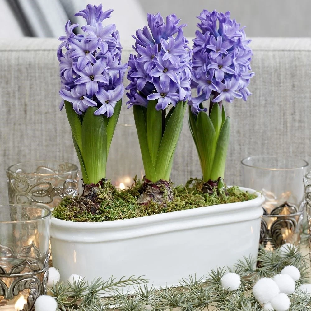 Scented Blue Hyacinths In A Ceramic Bowl 3 Scented Blue Hyacinths In A Ceramic Bowl - Image 3
