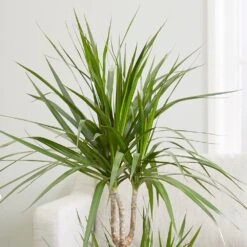 Dracaena Marginata -Plants Shop pl2000035885 card3 lg
