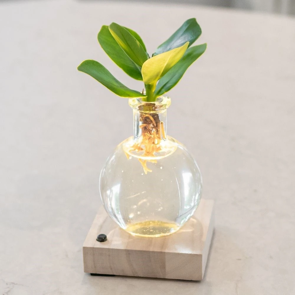 Hydroponic Clusia Rosea 'Princess' (PBR) And LED Light 3 Hydroponic Clusia Rosea 'Princess' (PBR) And LED Light - Image 3