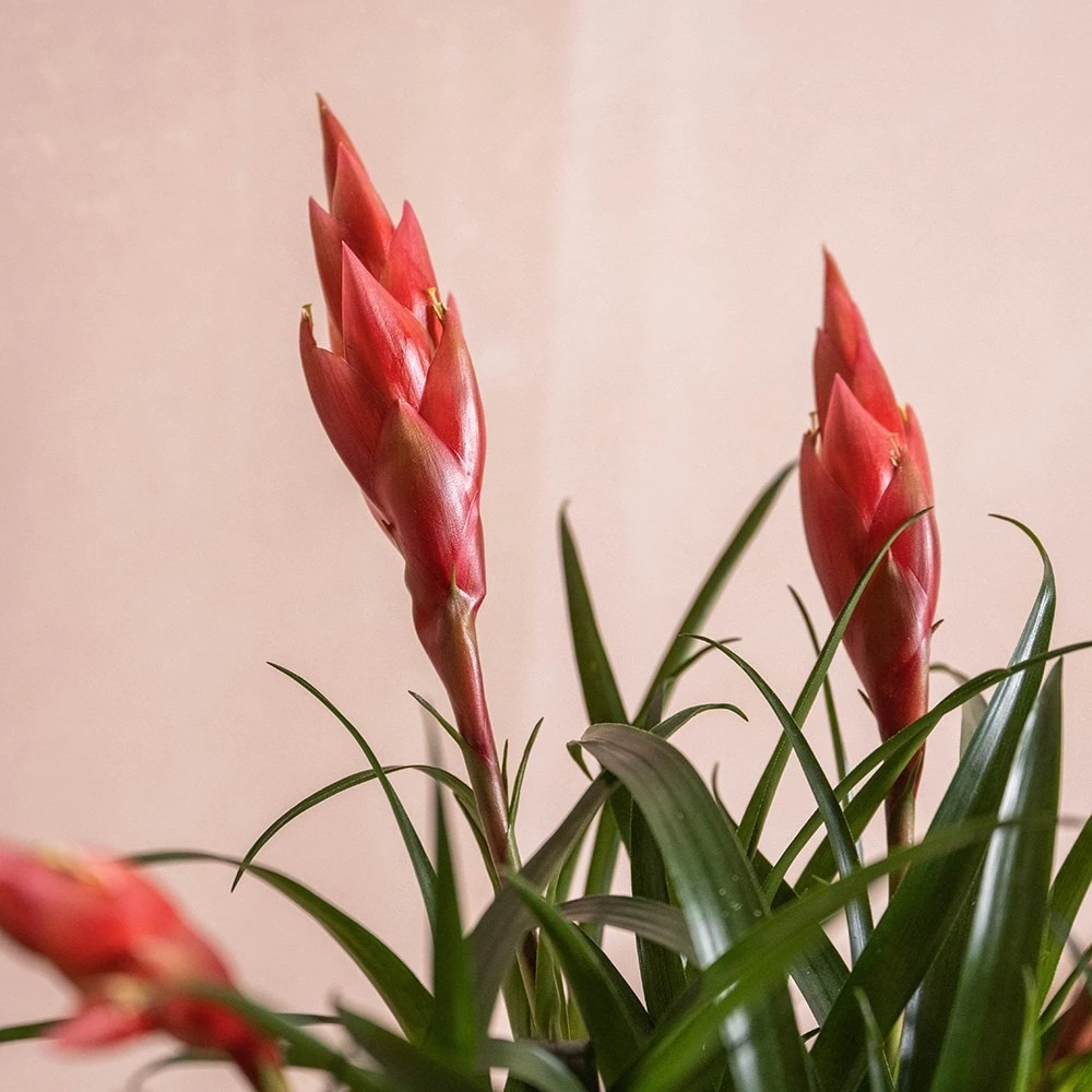 Vriesea 'Astrid' 2 Vriesea 'Astrid' - Image 2