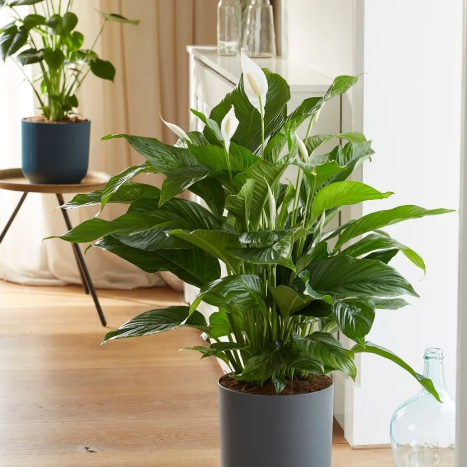 Spathiphyllum 'Sweet Lauretta' (PBR) 1 Spathiphyllum 'Sweet Lauretta' (PBR)