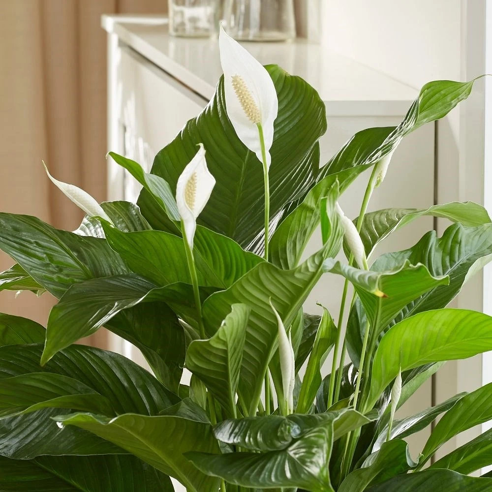 Spathiphyllum 'Sweet Lauretta' (PBR) 2 Spathiphyllum 'Sweet Lauretta' (PBR) - Image 2