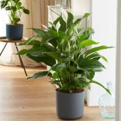 Spathiphyllum 'Sweet Lauretta' (PBR) 5 Spathiphyllum 'Sweet Lauretta' (PBR) -Plants Shop pl2000035913 card3 lg