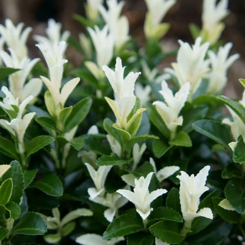 Euonymus Japonicus Paloma Blanca ('Lankveld03') (PBR) 1 Euonymus Japonicus Paloma Blanca ('Lankveld03') (PBR)