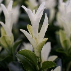 Euonymus Japonicus Paloma Blanca ('Lankveld03') (PBR) 5 Euonymus Japonicus Paloma Blanca ('Lankveld03') (PBR) -Plants Shop pl2000036117 card3 lg