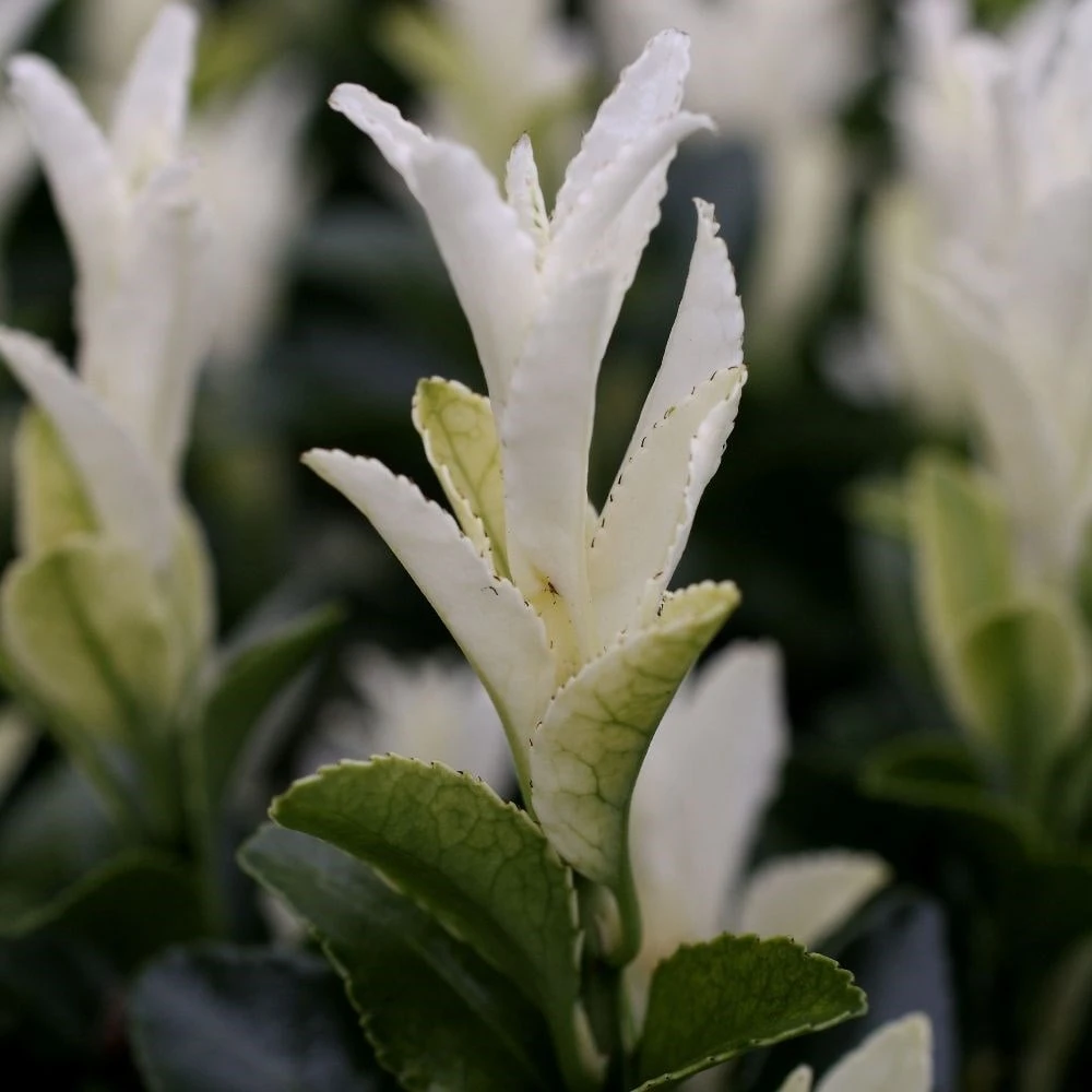 Euonymus Japonicus Paloma Blanca ('Lankveld03') (PBR) 3 Euonymus Japonicus Paloma Blanca ('Lankveld03') (PBR) - Image 3