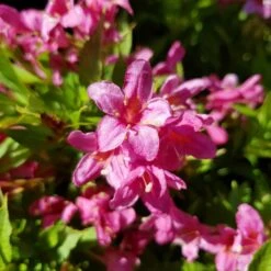 Weigela Picobella Rosa ('Tvp2') (PBR) 5 Weigela Picobella Rosa ('Tvp2') (PBR) -Plants Shop pl2000036122 card3 lg