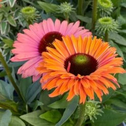 Echinacea SunSeekers Rainbow ('IFECSSRA') (PBR) (SunSeekers Series) -Plants Shop pl2000036167 card3 lg