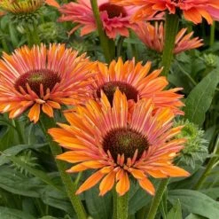 Echinacea SunSeekers Rainbow ('IFECSSRA') (PBR) (SunSeekers Series) -Plants Shop pl2000036167 card4 lg